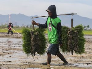 RI Swasembada Beras Sepanjang 2025, Stok Awal 2026 Capai 12,529 Juta Ton