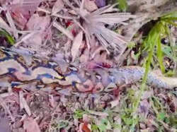 Penampakan Ular Piton 7 Meter Lilit Petani di Buton Selatan hingga Tewas