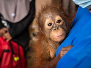 Penyelamatan Randy dari Tambang Emas Ilegal