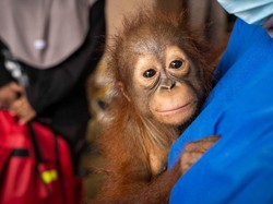 Randy Si Bayi Orang Utan Diselamatkan dari Lokasi Tambang Ilegal di Ketapang