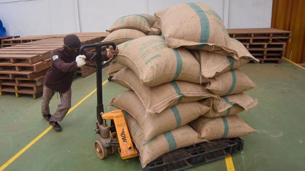 Kembali Tembus Pasar AS, Kayu Manis Sumbar Catat Ekspor 25 Ton