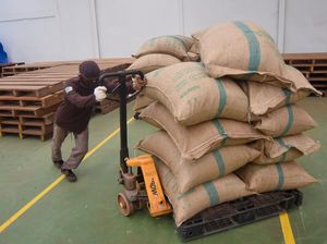 Kembali Tembus Pasar AS, Kayu Manis Sumbar Catat Ekspor 25 Ton