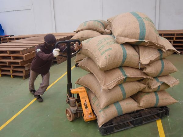 Kembali Tembus Pasar AS, Kayu Manis Sumbar Catat Ekspor 25 Ton