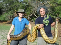 Spesies Ular Terbesar di Dunia Terungkap di Hutan Ini, Seberapa Besar?
