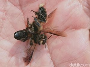 Petani Sedayu Klaten Dilarikan ke RS Setelah Diserang Kawanan Lebah