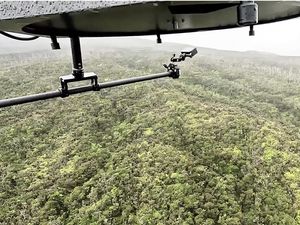 Ratusan Ribu Nyamuk Rekayasa Dilepas di Hawaii, Ini Tujuannya