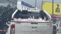 Mobil Bak Terbuka Angkut Ayam Mentah, Higienitasnya Jadi Sorotan