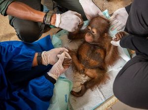 Ditemukan Sendirian, Induk Randy Si Bayi Orang Utan Diduga Sudah Terbunuh