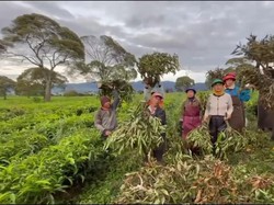Viral Petani Teh di Pangalengan Geram Lahannya Dijadikan Lahan Sayur