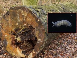 Spesies Hewan Bermata Enam Ditemukan di Hutan Jepang, Begini Penampakannya