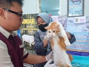 Sterilisasi Kucing Gratis di Tulungagung Diserbu Warga