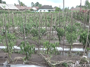 Tanaman Cabai Mati Usai Erupsi Semeru, Petani Lumajang Rugi Rp 50 Juta
