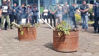 Ladang 'Teh Arab' di Gunung Gede Pangrango, Diduga buat Turis Timur Tengah