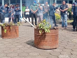 Ladang Teh Arab di Gunung Gede Pangrango, Diduga buat Turis Timur Tengah