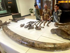 Berapa Lama Rekonstruksi Fosil Gajah Purba Nganjuk Rampung?
