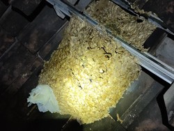 Sarang Tawon Vespa Segede Gaban Dievakuasi dari Atap Rumah Boyolali