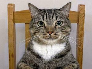 Video: Bolehkah Jual Beli Kucing dalam Islam?