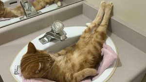 Potret Tingkah Kucing yang Bikin Gemas