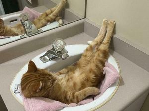 Potret Tingkah Kucing yang Bikin Gemas