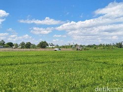 Pemkot Mataram Siapkan Insentif dan Disinsentif untuk Pemilik Lahan Pertanian