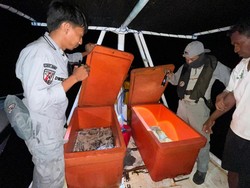 Buru Teripang di Laut Australia, Kapal Ilegal Indonesia Diamankan Bakamla Kupang