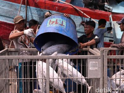 Bongkar Muatan Tuna di Muara Baru Kian Ramai