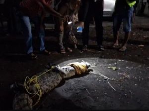 Warga Jember Tangkap Buaya Muara, 39 Telur Ikut Diamankan