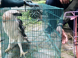 Elang Berontok Tabrak Warung, Dievakuasi Warga-Diserahkan ke PSR Punti Kayu