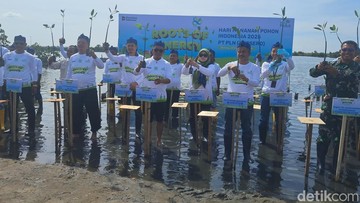 Andra Soni Tanam Mangrove di Serang, Harap 8 Ribu Pohon Tak Hilang