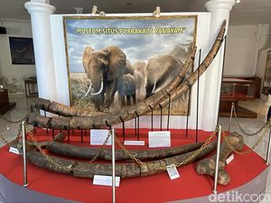 Libur Weekend Lihat Fosil Purba di Museum Patiayam Kudus Yuk! Tiketnya Gratis