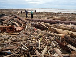 Potret Kayu Gelondongan Berserakan di Pantai Usai Banjir di Padang