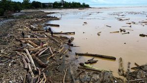 Pantai Air Tawar Dipenuhi Kayu Gelondongan Usai Banjir Bandang