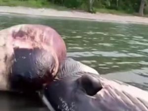 Bangkai Paus Terdampar di Pulau Moyo, Mulutnya Bengkak Seperti Balon