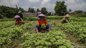 Petani Babelan Jaga Produksi Sayuran untuk Perkuat Rantai Pangan Daerah