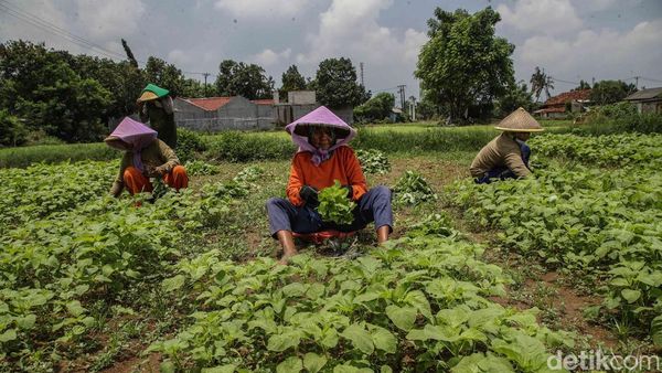 Petani Babelan Jaga Produksi Sayuran untuk Perkuat Rantai Pangan Daerah