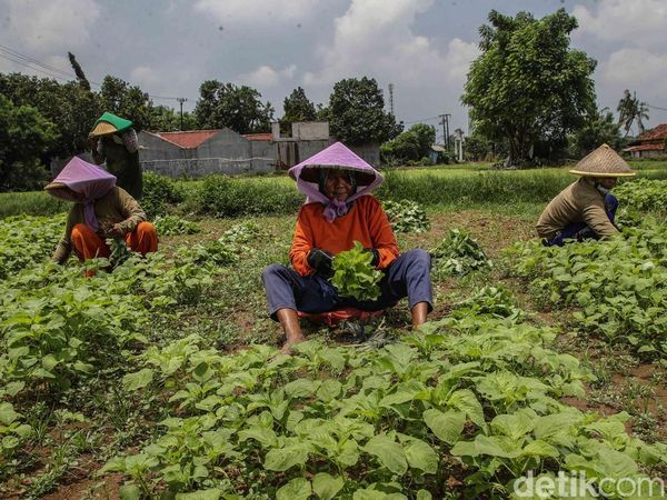 Petani Babelan Jaga Produksi Sayuran untuk Perkuat Rantai Pangan Daerah