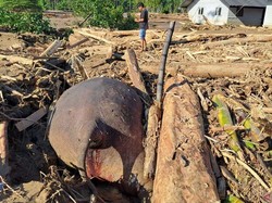 Bangkai Gajah Ditemukan Tertumpuk Kayu Usai Banjir di Pidie Jaya Aceh