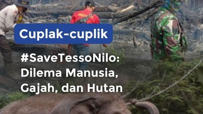 Video Cuplak-cuplik: #SaveTessoNilo Dilema Manusia, Gajah, dan Hutan