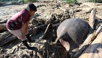 Sekalinya Lihat Gajah, Warga Temukan Bangkainya Tertumpuk Kayu Usai Banjir