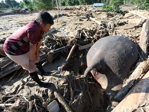 Sekalinya Lihat Gajah, Warga Temukan Bangkainya Tertumpuk Kayu Usai Banjir