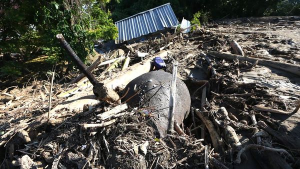 Gajah Sumatera Ditemukan Mati Tertimbun Material Banjir di Pidie Jaya