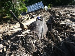 Bencana Ekologis di Sumatera Hancurkan Habitat: Populasi Gajah Terus Terdesak