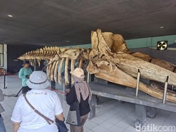 Melihat Kerangka Paus di Museum Ikan Paus di Pulau Tidung