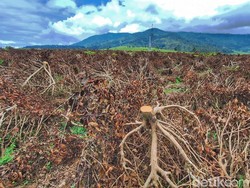 Polisi Buru Dalang Perusakan Kebun Teh Pangalengan