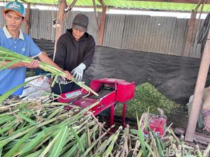 Kisah Peternak Sidoarjo Sukses Jual Rumput Online hingga ke Aceh