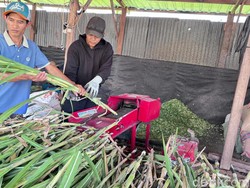 Kisah Peternak Sidoarjo Sukses Jual Rumput Online hingga ke Aceh