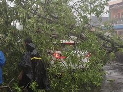 Brak! Pohon Tumbang Timpa Mobil di Jalan Banyu Urip Surabaya