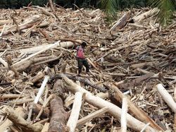 Video: Menteri LH Ungkap Dugaan Asal Gelondongan Kayu di Banjir Sumatera