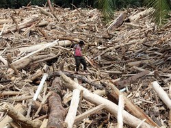 Teka-teki Gelondongan Kayu Terbawa Banjir di Sumatera