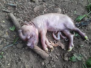 Heboh Anak Babi Mirip Gajah di NTT, Begini Penjelasan Ahli